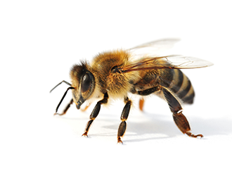 蜜蜂分泌腺體與及費洛蒙